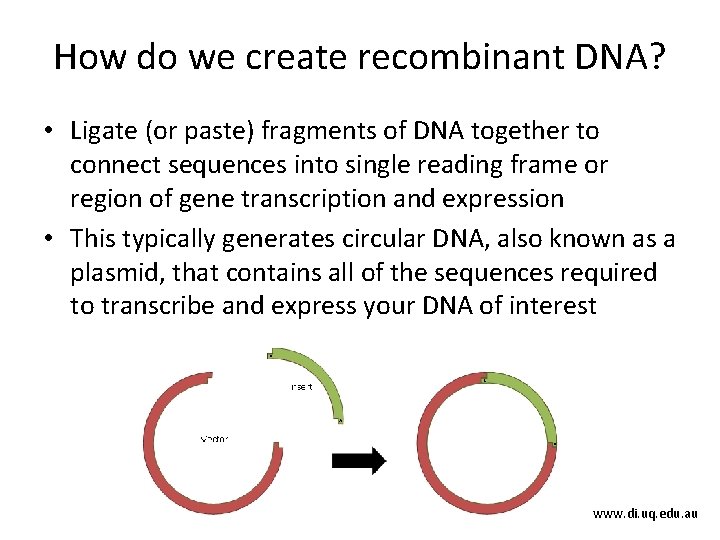 How do we create recombinant DNA? • Ligate (or paste) fragments of DNA together