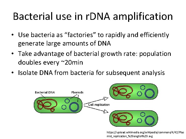 Bacterial use in r. DNA amplification • Use bacteria as “factories” to rapidly and