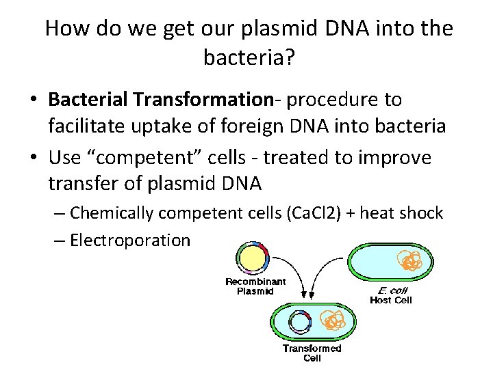 How do we get our plasmid DNA into the bacteria? • Bacterial Transformation- procedure