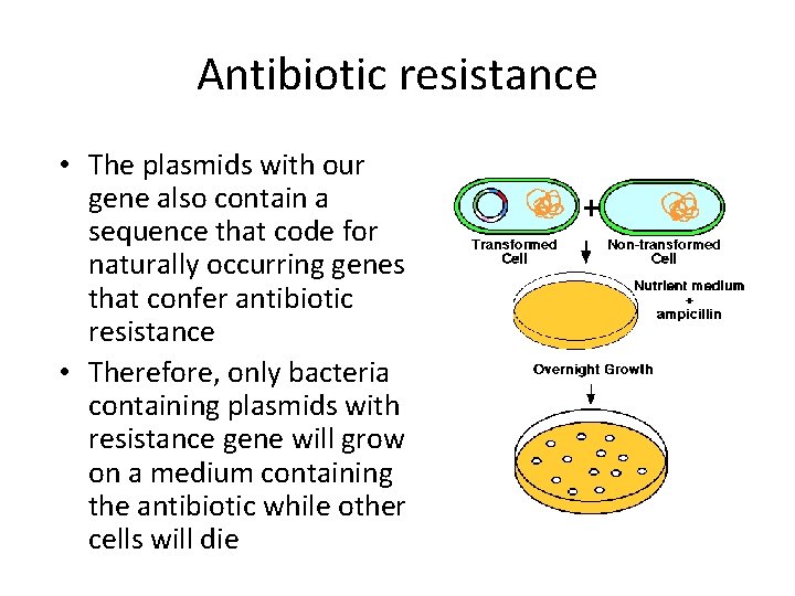 Antibiotic resistance • The plasmids with our gene also contain a sequence that code