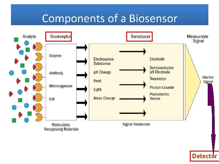 Components of a Biosensor Detector 