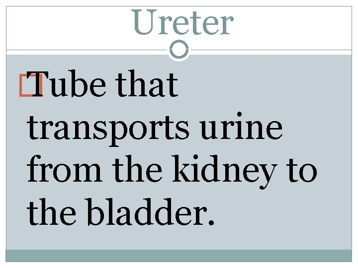 Ureter � Tube that transports urine from the kidney to the bladder. 