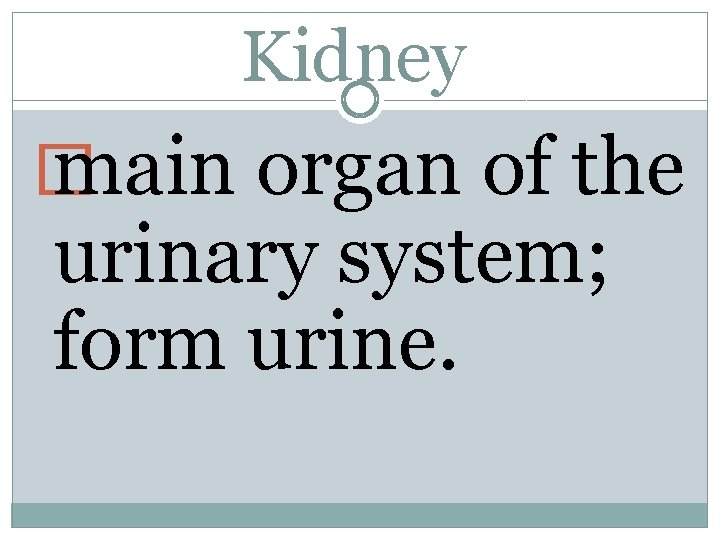 Kidney � main organ of the urinary system; form urine. 