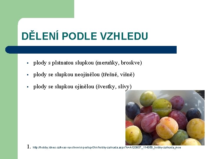 DĚLENÍ PODLE VZHLEDU § plody s plstnatou slupkou (meruňky, broskve) § plody se slupkou