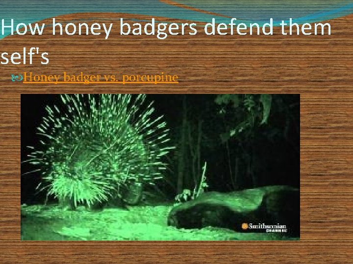 How honey badgers defend them self's Honey badger vs. porcupine 