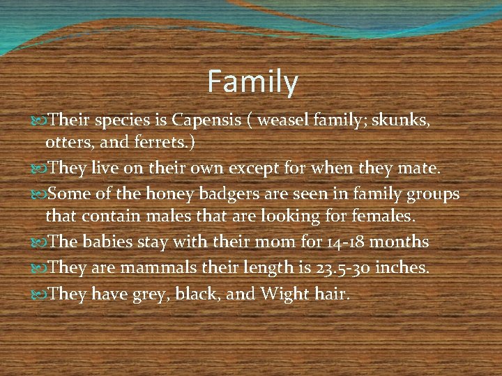 Family Their species is Capensis ( weasel family; skunks, otters, and ferrets. ) They