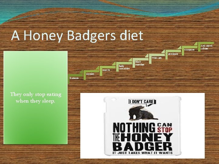 A Honey Badgers diet scorpions antelopes Wild cats insects reptiles Rodents They only stop