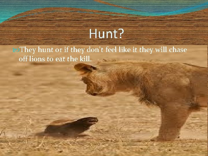 Hunt? They hunt or if they don’t feel like it they will chase off