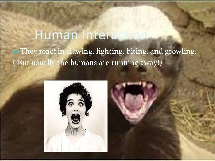 Human Interaction They react in clawing, fighting, biting, and growling. ( But usually the