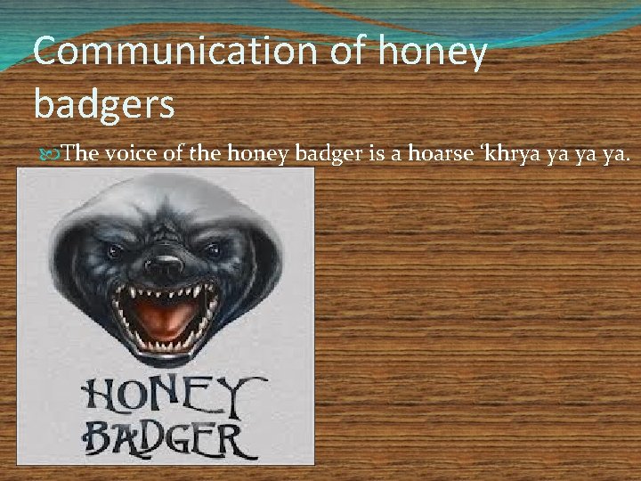 Communication of honey badgers The voice of the honey badger is a hoarse ‘khrya