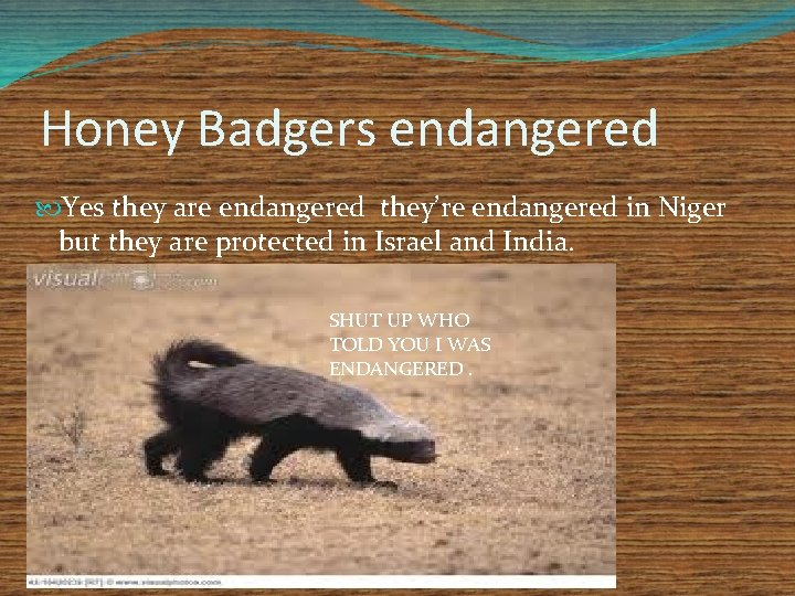 Honey Badgers endangered Yes they are endangered they’re endangered in Niger but they are