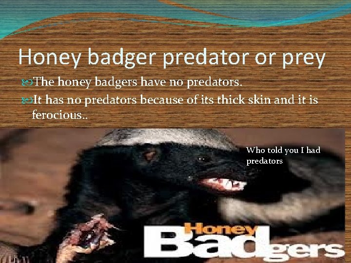 Honey badger predator or prey The honey badgers have no predators. It has no