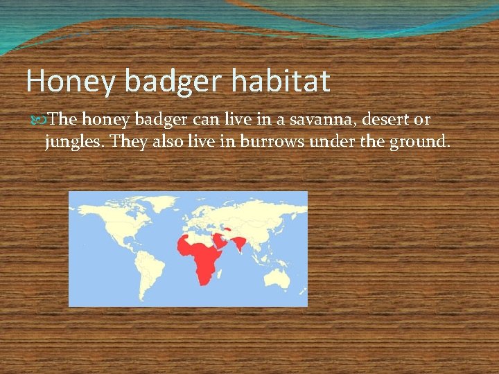 Honey badger habitat The honey badger can live in a savanna, desert or jungles.