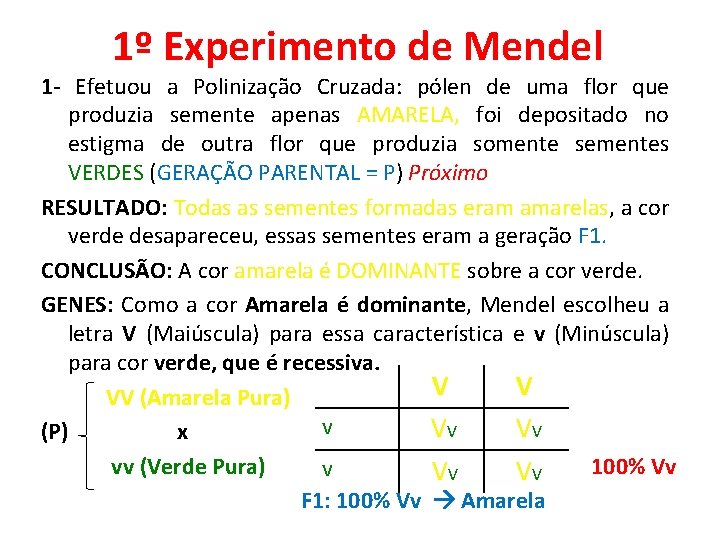 1º Experimento de Mendel 1 - Efetuou a Polinização Cruzada: pólen de uma flor