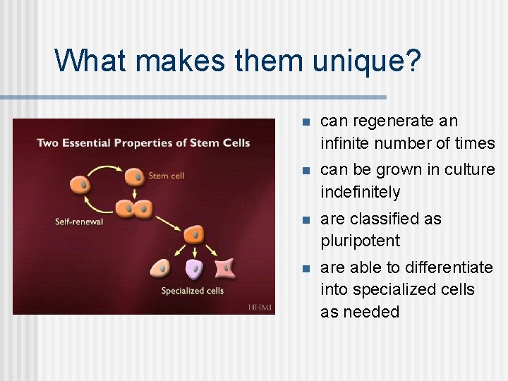 What makes them unique? n can regenerate an infinite number of times n can