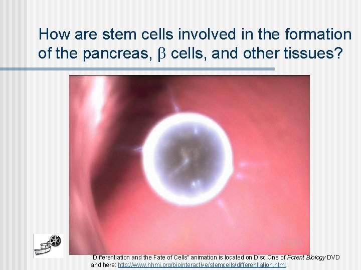 How are stem cells involved in the formation of the pancreas, cells, and other