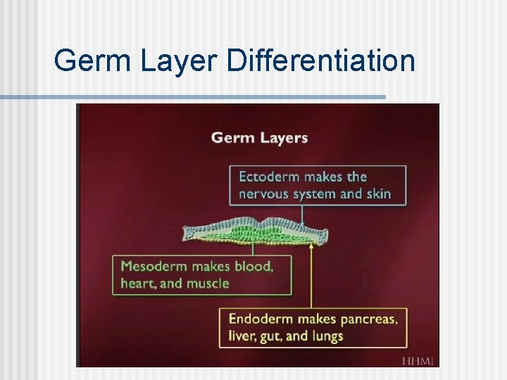 Germ Layer Differentiation 