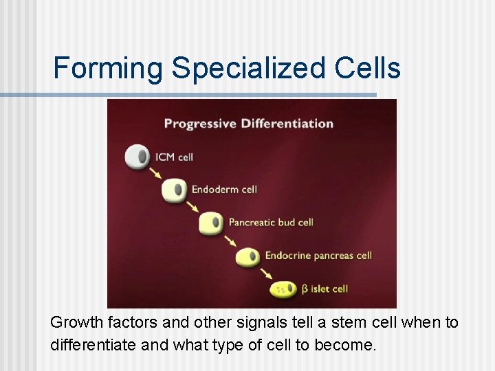 Forming Specialized Cells Growth factors and other signals tell a stem cell when to