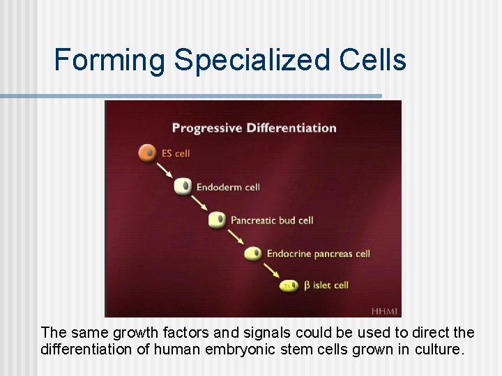 Forming Specialized Cells The same growth factors and signals could be used to direct