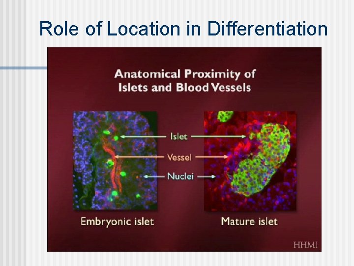 Role of Location in Differentiation 