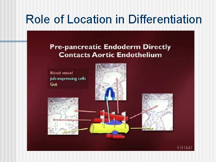 Role of Location in Differentiation 