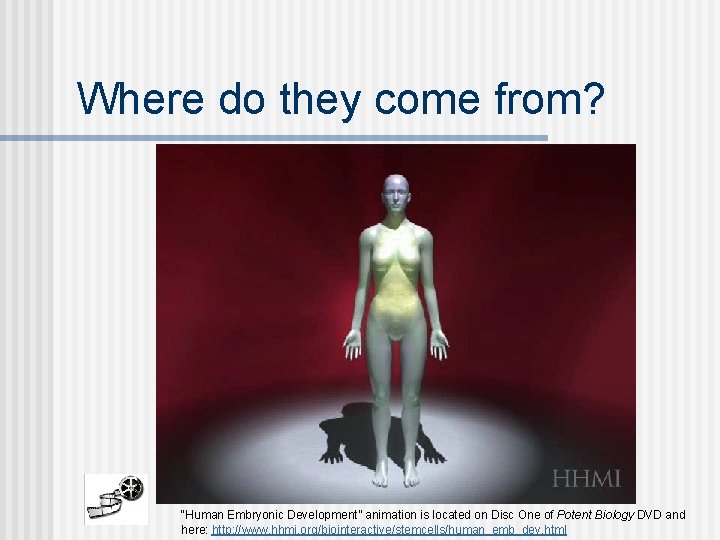 Where do they come from? “Human Embryonic Development” animation is located on Disc One