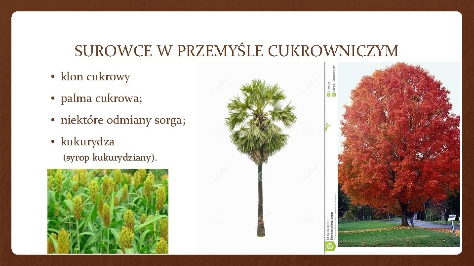 SUROWCE W PRZEMYŚLE CUKROWNICZYM • klon cukrowy • palma cukrowa; • niektóre odmiany sorga;