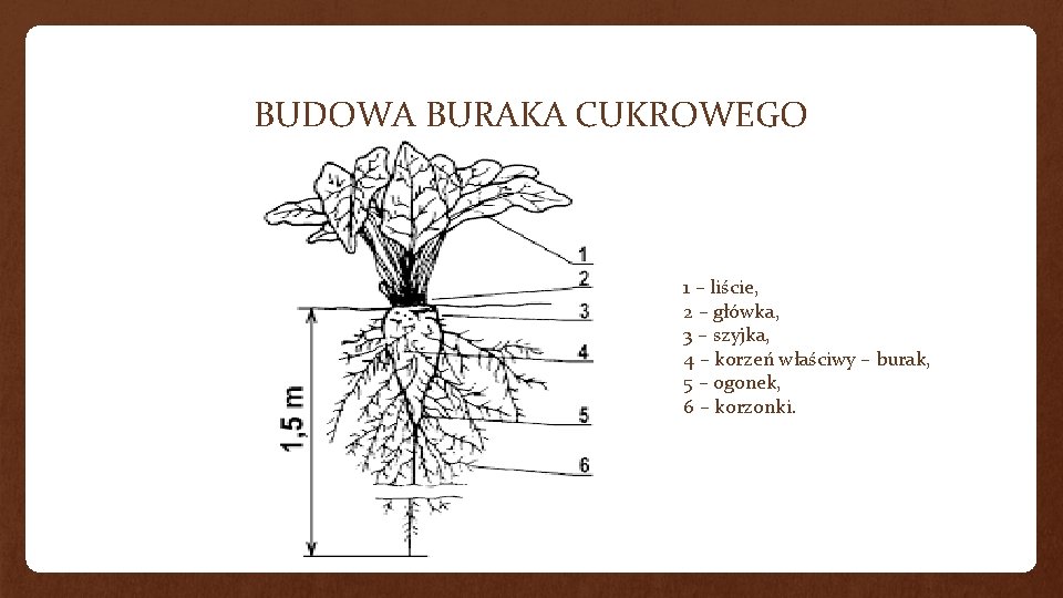 BUDOWA BURAKA CUKROWEGO 1 – liście, 2 – główka, 3 – szyjka, 4 –