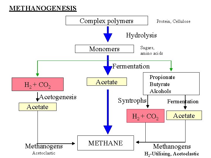 METHANOGENESIS Complex polymers Protein, Cellulose Hydrolysis Monomers Sugars, amino acids Fermentation H 2 +