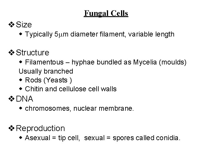 Fungal Cells v Size w Typically 5 m diameter filament, variable length v Structure