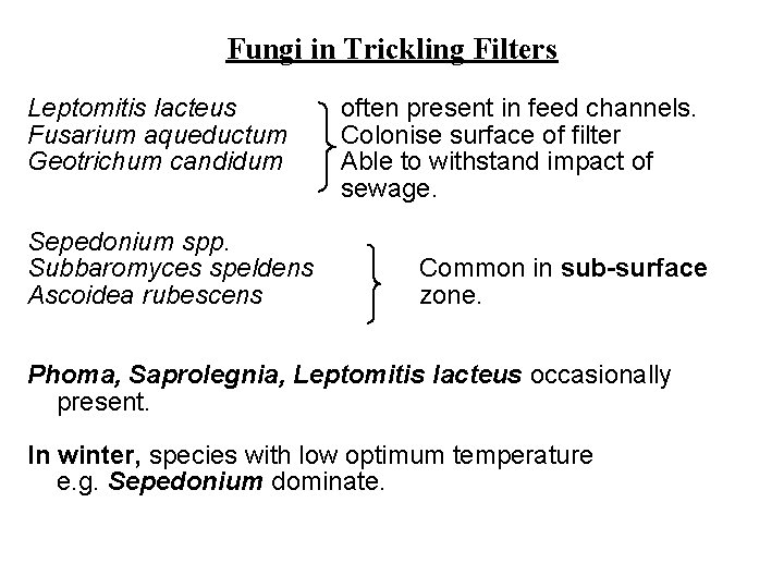Fungi in Trickling Filters Leptomitis lacteus Fusarium aqueductum Geotrichum candidum Sepedonium spp. Subbaromyces speldens