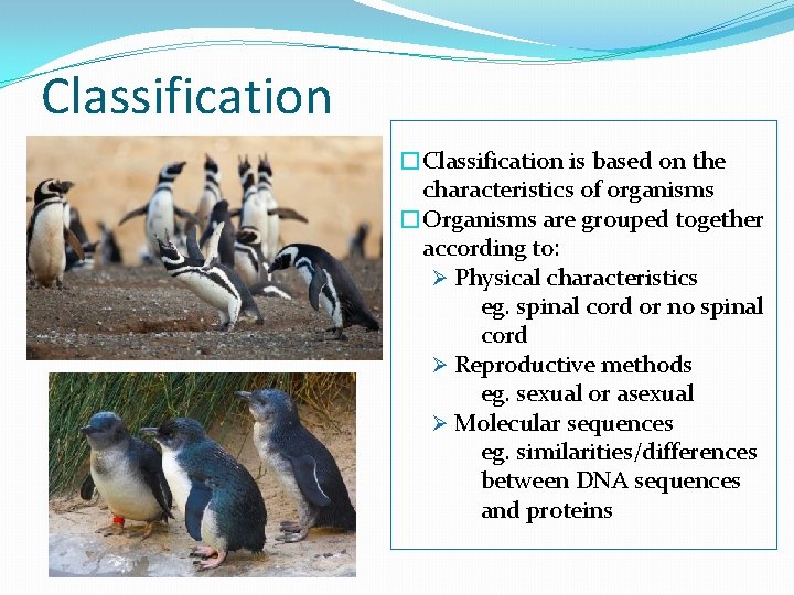 Classification �Classification is based on the characteristics of organisms �Organisms are grouped together according