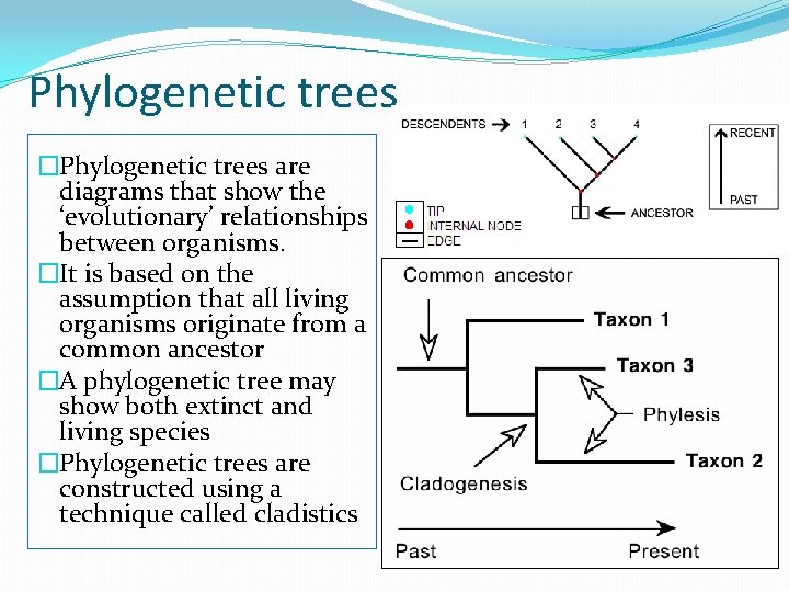 Phylogenetic trees �Phylogenetic trees are diagrams that show the ‘evolutionary’ relationships between organisms. �It