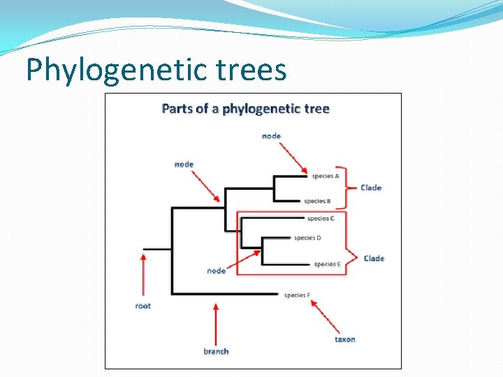 Phylogenetic trees 