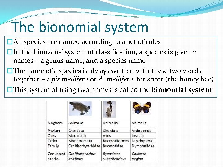 The bionomial system �All species are named according to a set of rules �In
