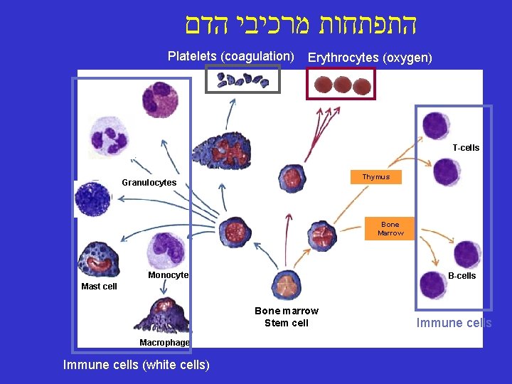  התפתחות מרכיבי הדם Platelets (coagulation) Erythrocytes (oxygen) T-cells Thymus Granulocytes Bone Marrow Monocyte