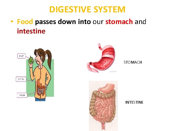 DIGESTIVE SYSTEM • Food passes down into our stomach and intestine STOMACH INTESTINE 