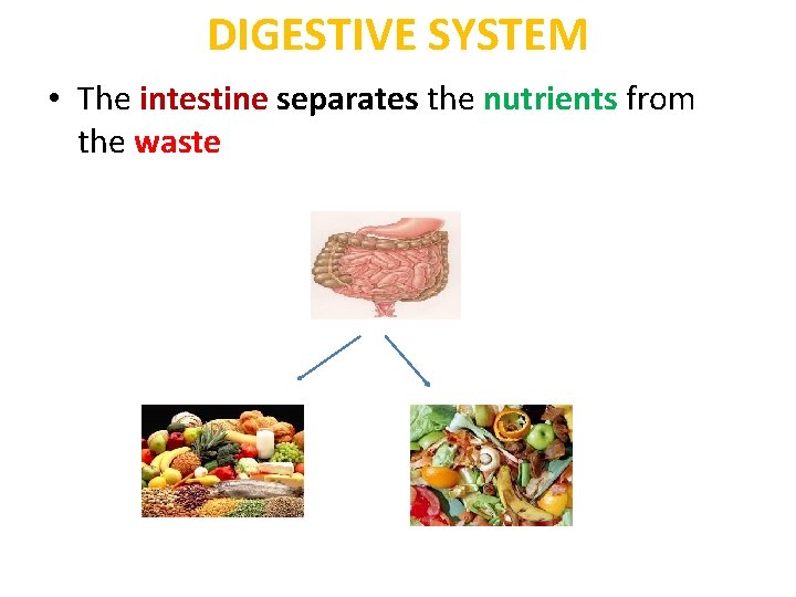 DIGESTIVE SYSTEM • The intestine separates the nutrients from the waste 