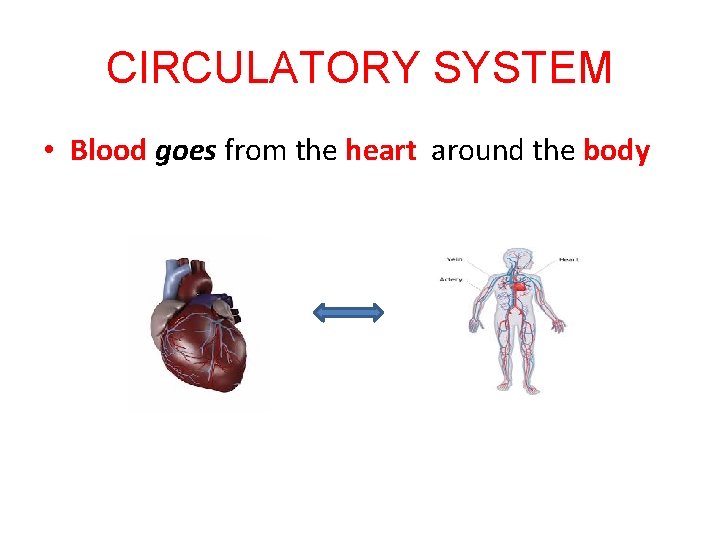 CIRCULATORY SYSTEM • Blood goes from the heart around the body 