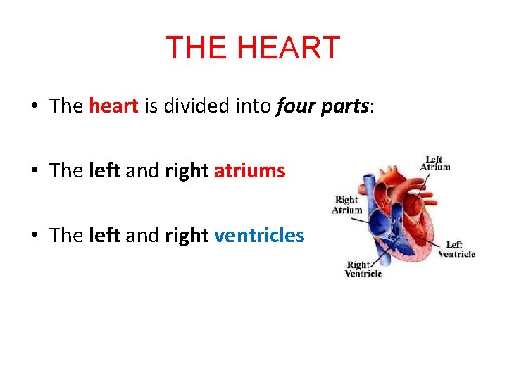 THE HEART • The heart is divided into four parts: • The left and