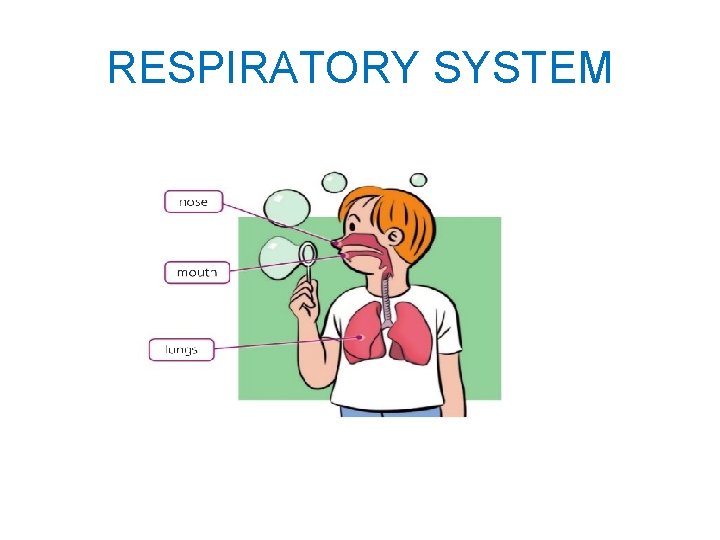 RESPIRATORY SYSTEM 