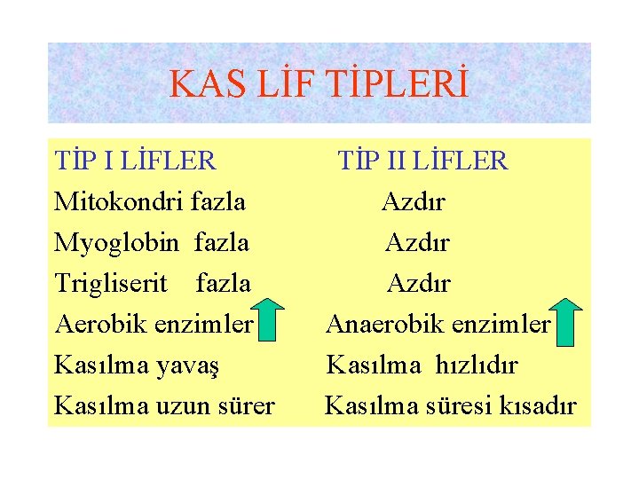 KAS LİF TİPLERİ TİP I LİFLER Mitokondri fazla Myoglobin fazla Trigliserit fazla Aerobik enzimler