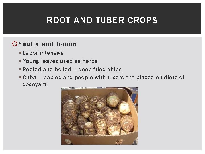 ROOT AND TUBER CROPS Yautia and tonnin § Labor intensive § Young leaves used