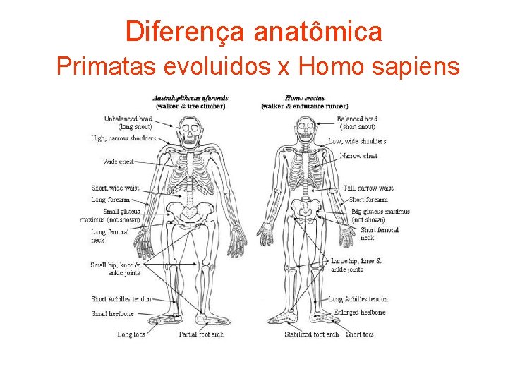 Diferença anatômica Primatas evoluidos x Homo sapiens 