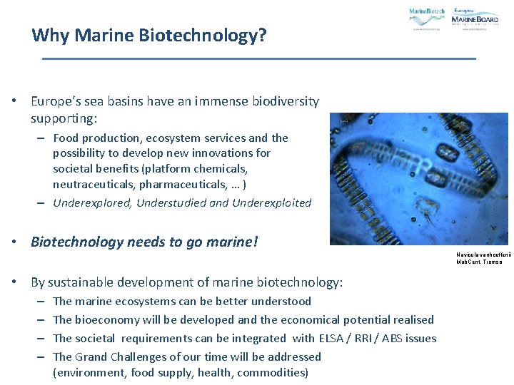 Why Marine Biotechnology? • Europe’s sea basins have an immense biodiversity supporting: – Food