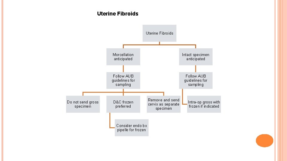 Uterine Fibroids Do not send gross specimen Morcellation anticipated Intact specimen anticipated Follow AUB