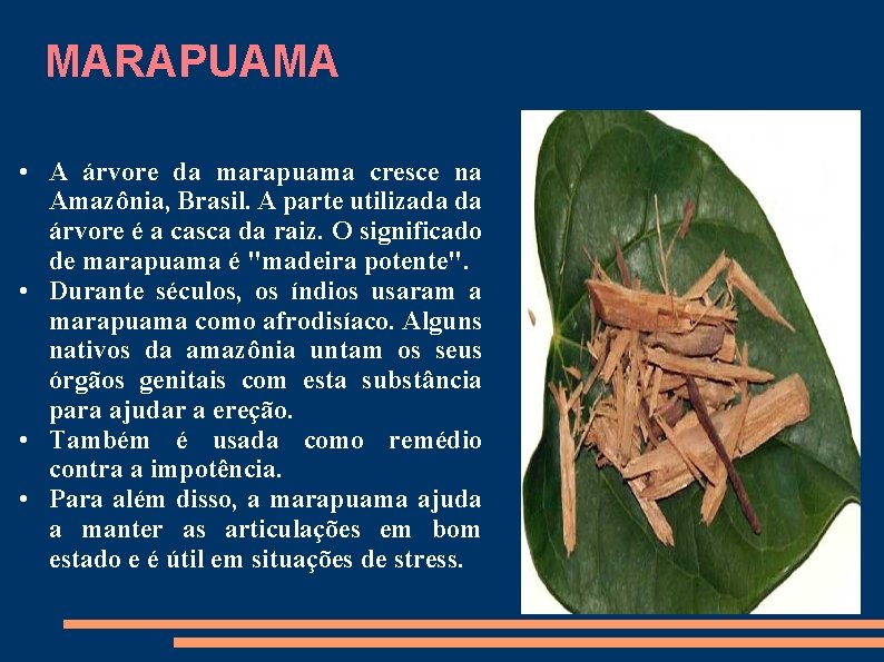 MARAPUAMA • A árvore da marapuama cresce na Amazônia, Brasil. A parte utilizada da