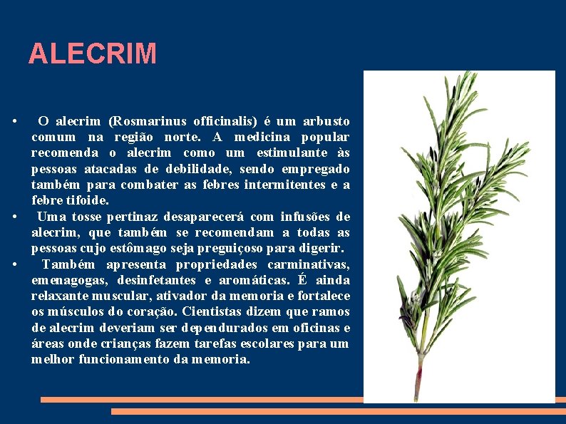 ALECRIM • O alecrim (Rosmarinus officinalis) é um arbusto comum na região norte. A