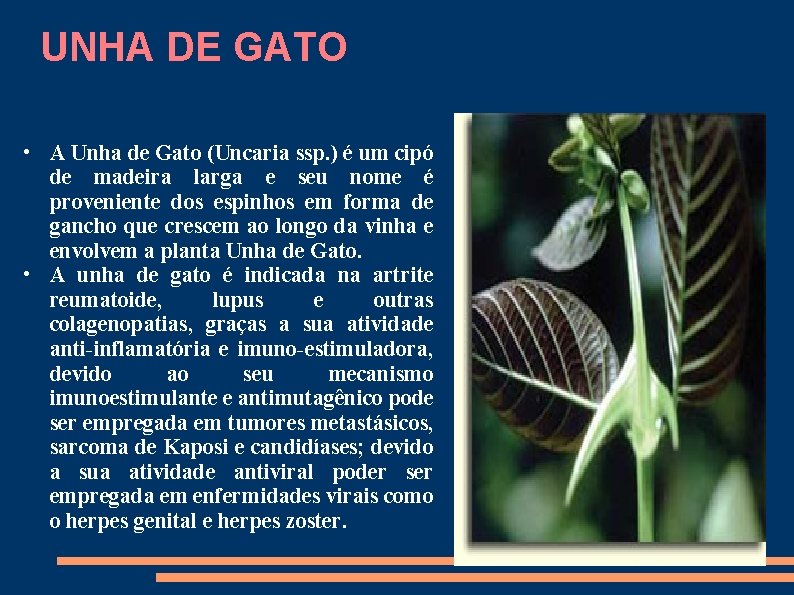 UNHA DE GATO • A Unha de Gato (Uncaria ssp. ) é um cipó