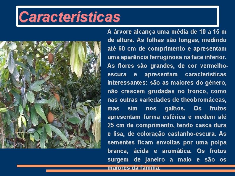 Características A árvore alcança uma média de 10 a 15 m de altura. As